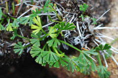 Photo by S. Porembski