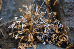 Photo by S. Porembski