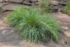 Photo by S. Porembski