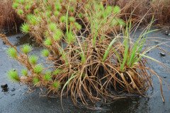 Photo by S. Porembski