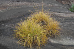 Photo by S. Porembski