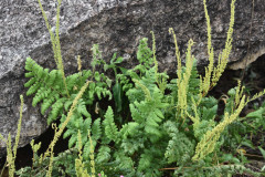 Photo by S. Porembski