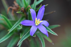 Photo by S. Porembski