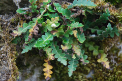 Photo by S. Porembski