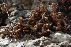 Photo by S. Porembski