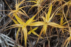 Photo by S. Porembski