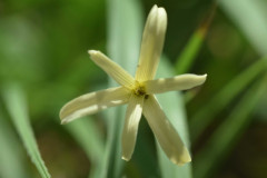 Photo by S. Porembski