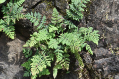 Photo by S. Porembski