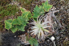 Photo by S. Porembski