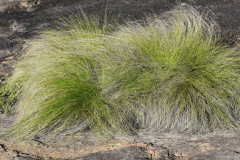 Photo by S. Porembski