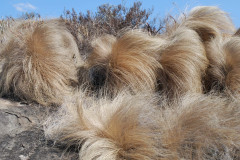 Photo by S. Porembski