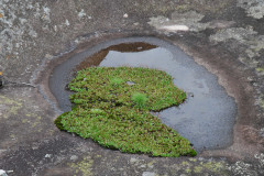 Photo by S. Porembski