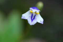 Photo by S. Porembski