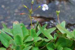 Photo by S. Porembski