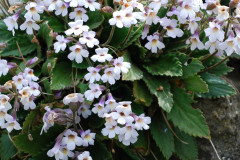 Photo by S. Porembski