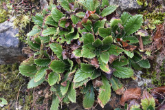 Photo by S. Porembski