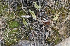 Photo by S. Porembski