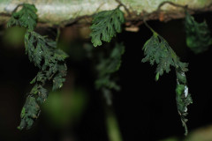 Photo by S. Porembski