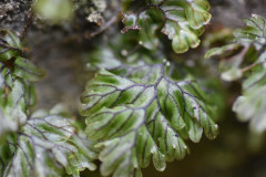 Photo by S. Porembski