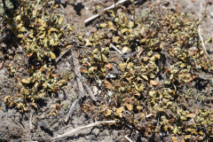 Photo by S. Porembski