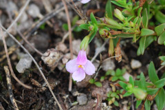 Photo by S. Porembski