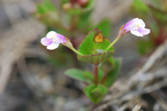 Photo by S. Porembski