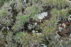 Photo by S. Porembski