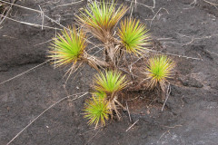 Photo by S. Porembski