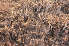 Photo by S. Porembski