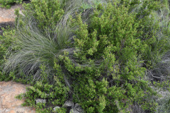 Photo by S. Porembski