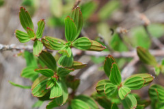 Photo by S. Porembski