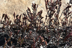 Photo by S. Porembski