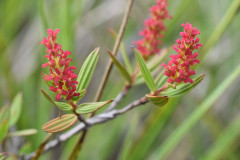 Photo by S. Porembski