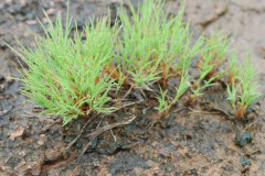 Photo by S. Porembski