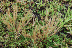 Photo by S. Porembski