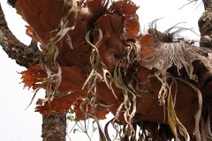 Photo by S. Porembski