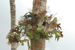 Photo by S. Porembski