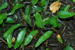 Photo by S. Porembski