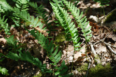 Photo by S. Porembski