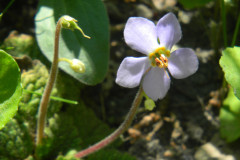 Photo by S. Porembski