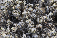 Photo by S. Porembski