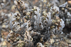 Photo by S. Porembski