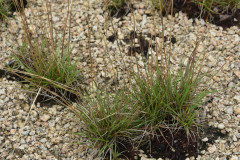 Photo by S. Porembski