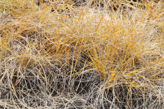 Photo by S. Porembski