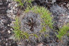 Photo by S. Porembski