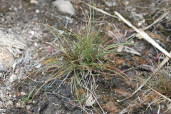 Photo by S. Porembski