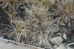 Photo by S. Porembski