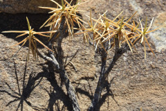 Photo by S. Porembski