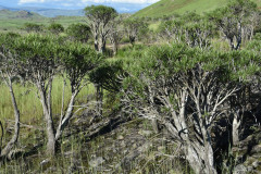 Photo by S. Porembski