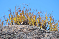 Photo by S. Porembski